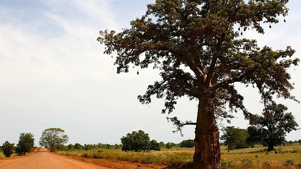 West Africa River Cruise – Banjul to Banjul
