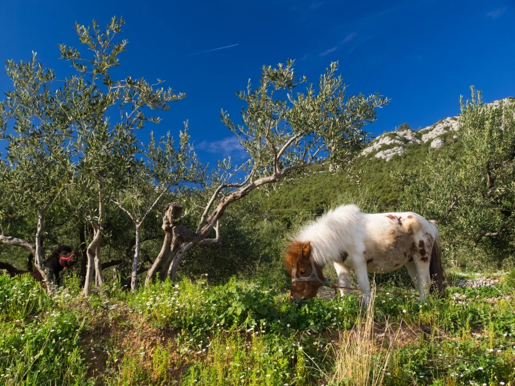 Split to Dubrovnik Mini Cruise – 3 Night Croatia Island Cruise