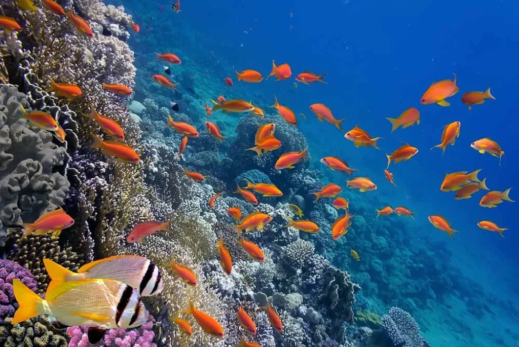 SHARM EL SHEIK DALIŞ TURU
