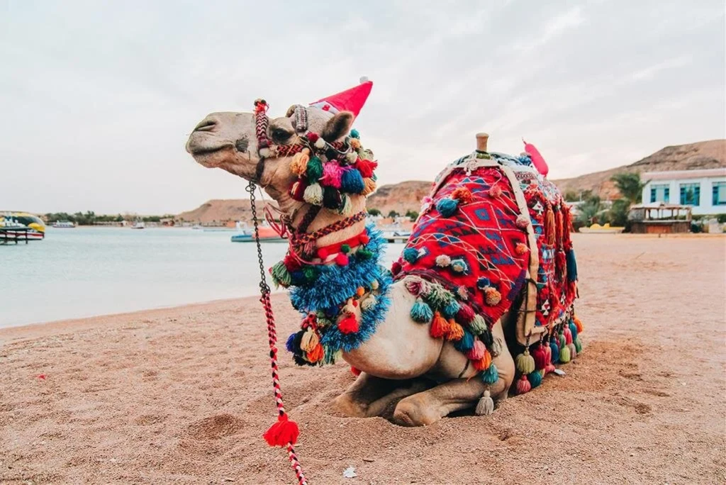 SHARM EL SHEIK DALIŞ TURU