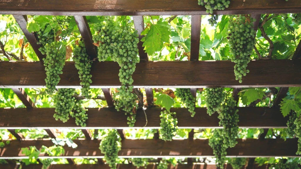 Wine Tasting Cruise: Explore Greece’s Best Vineyards & Islands