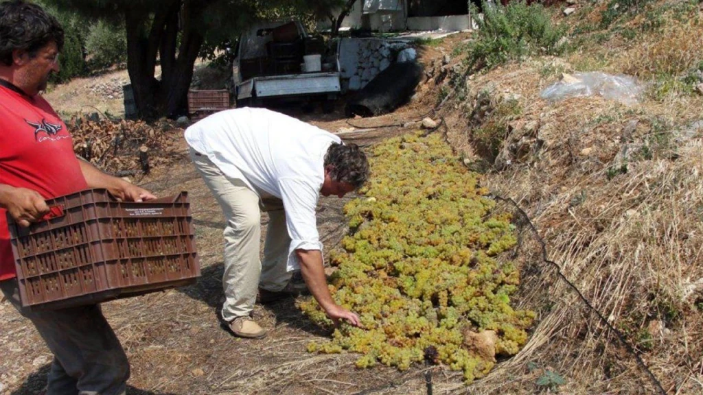 Wine Tasting Cruise: Explore Greece’s Best Vineyards & Islands