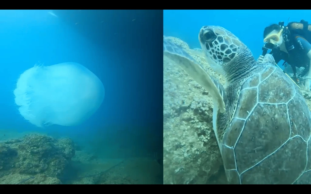 Tour de Buceo en Museo Submarino