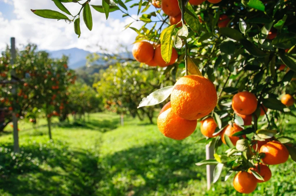 Side: Inland Life & Mix Tour with Local Lunch