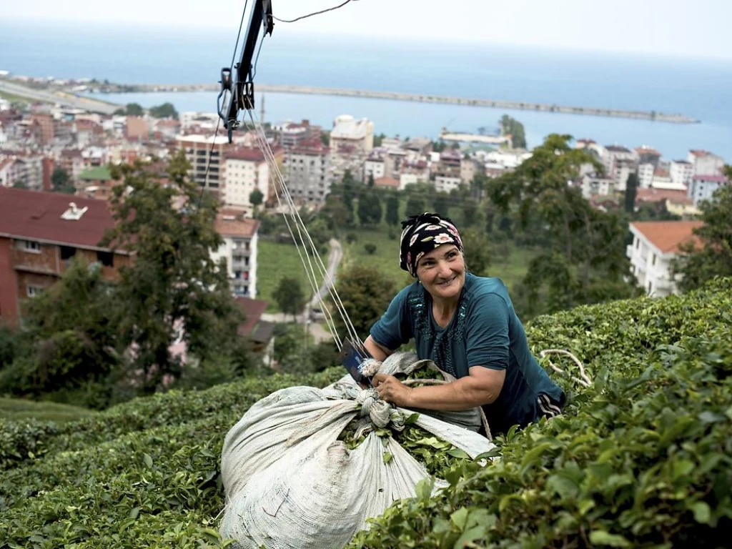 Visite des plantations de thé et de Rize depuis Istanbul en avion