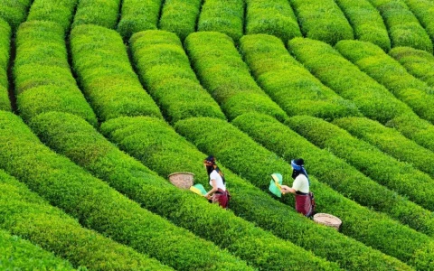 Rize & Tea Plantations Tour from Istanbul by Flight