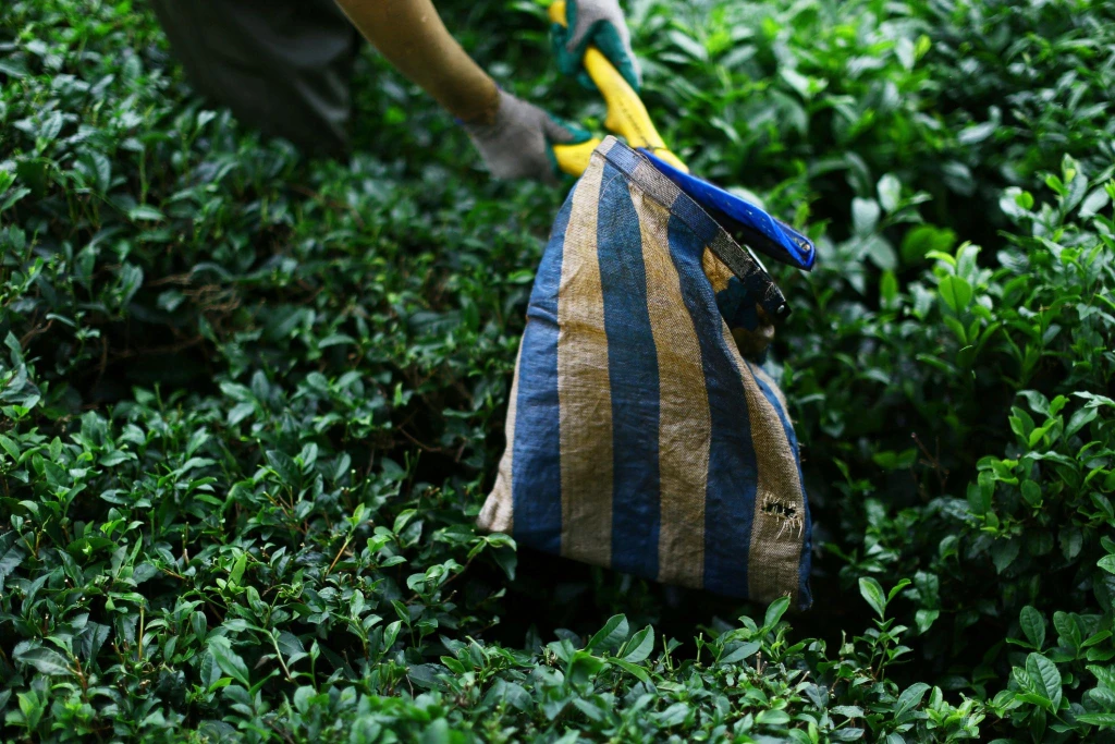Visite des plantations de thé et de Rize depuis Istanbul en avion
