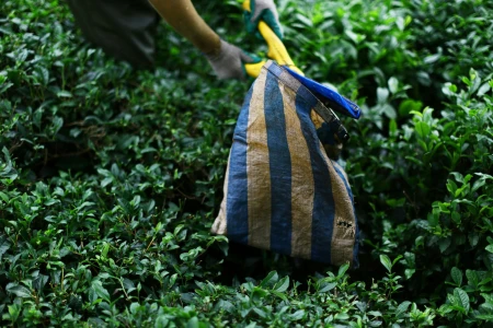 Rize & Tea Plantations Tour from Istanbul by Flight