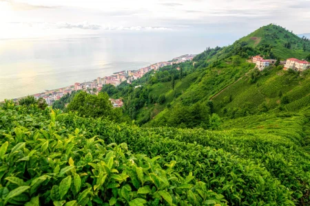 Rize & Tea Plantations Tour from Istanbul by Flight