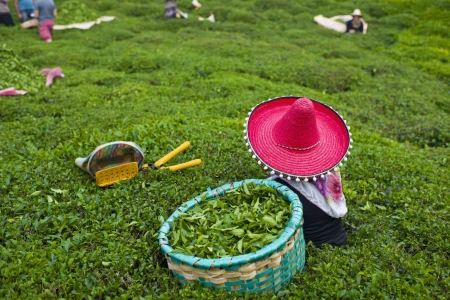 Rize & Tea Plantations Tour from Istanbul by Flight