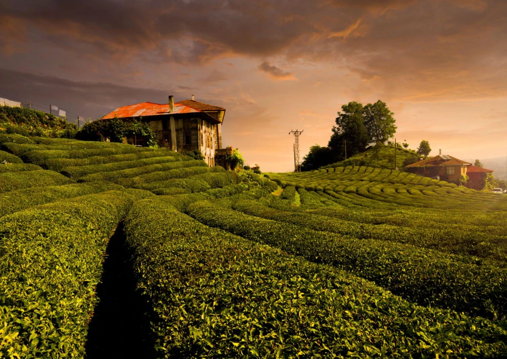 Visite des plantations de thé et de Rize depuis Istanbul en avion