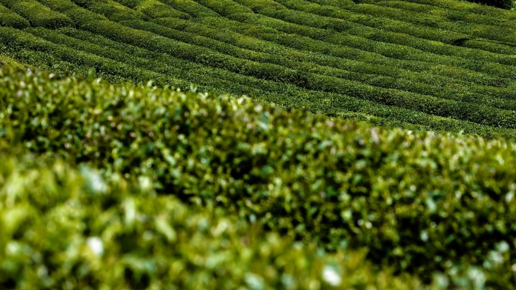 Kurban Bayramı Özel Uçaklı İstanbul Çıkışlı  İkonik Karadeniz Yaylalar & Batum Turu 4 Gece Otel Konaklamalı