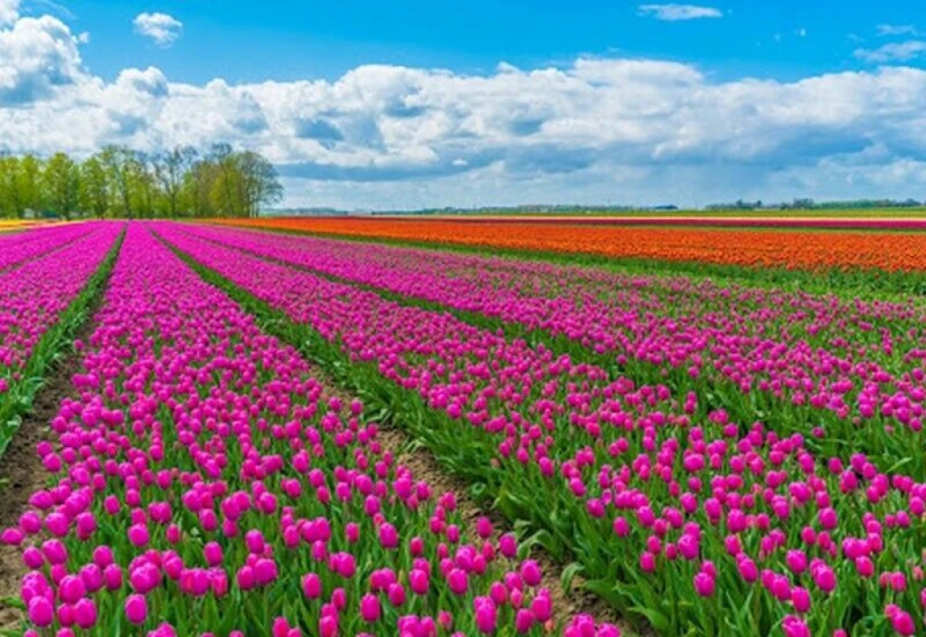 ISPARTA GÜL HASADI, SALDA GÖLÜ VE PAMUKKALE TURU