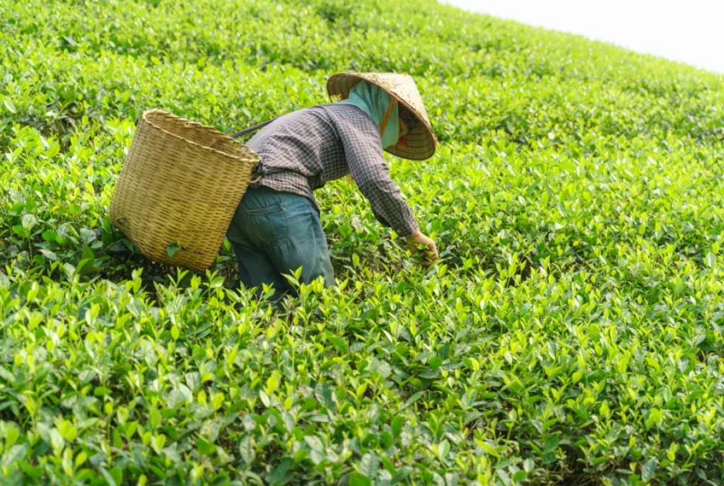 Kapadokya Çıkışlı Doğu Karadeniz ve Batum Turu | Uçaklı & Otobüslü Karadeniz Yayla Turları
