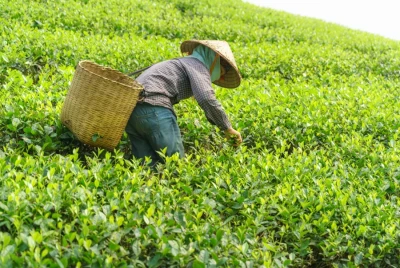 Kapadokya Çıkışlı Doğu Karadeniz ve Batum Turu | Uçaklı & Otobüslü Karadeniz Yayla Turları
