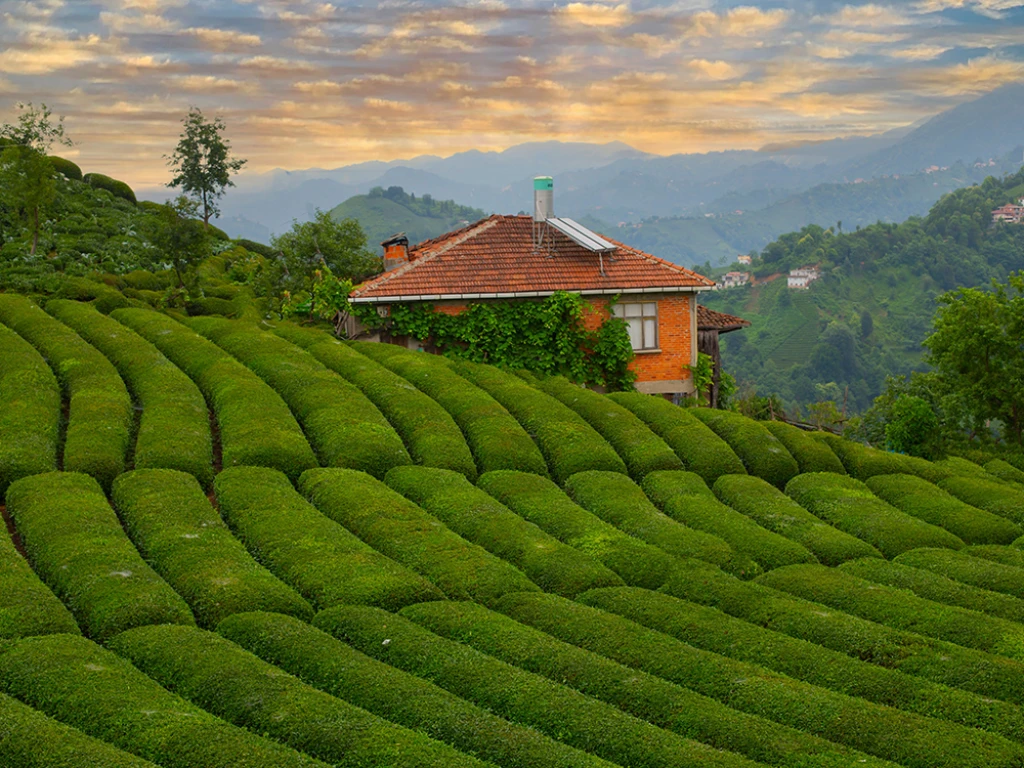 КАРАДЕНИЗСКИЙ ВЕТЕР И ТУР В БАТУМИ 4 НОЧИ
