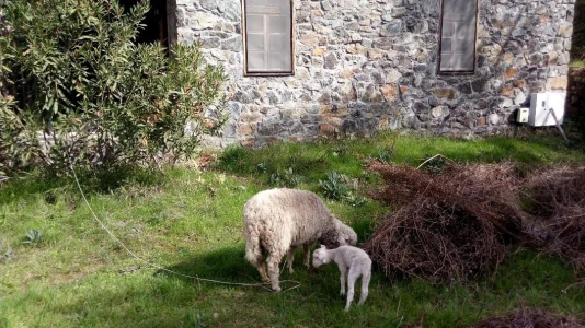Farm Stay Holiday in Turkey | Organic Eco Living Experience