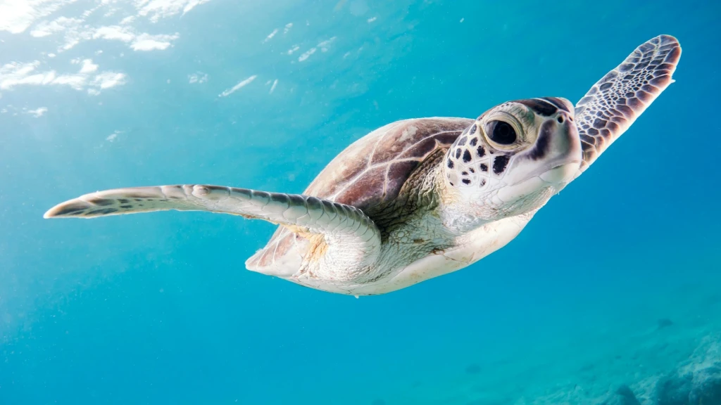 Alanya Scuba Diving Adventure: 2 Dives, Boat Trip & Lunch Included