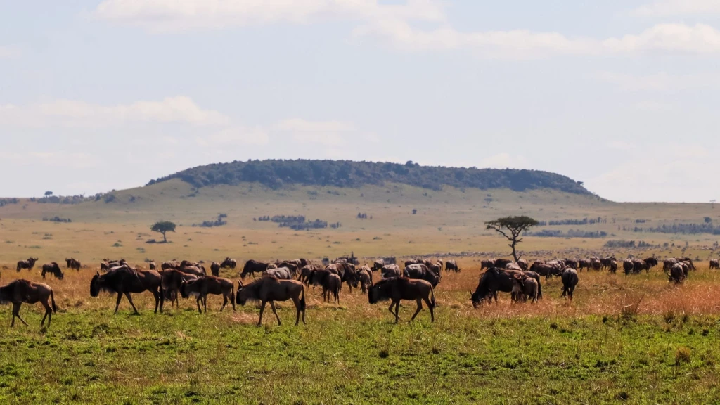 Kenya Turu Mombasa & Safari Turu Türk Havayolları ile 7 Gece 9 Gün