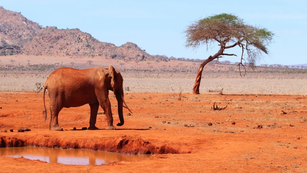 Kenya Turu Mombasa & Safari Turu Türk Havayolları ile 7 Gece 9 Gün