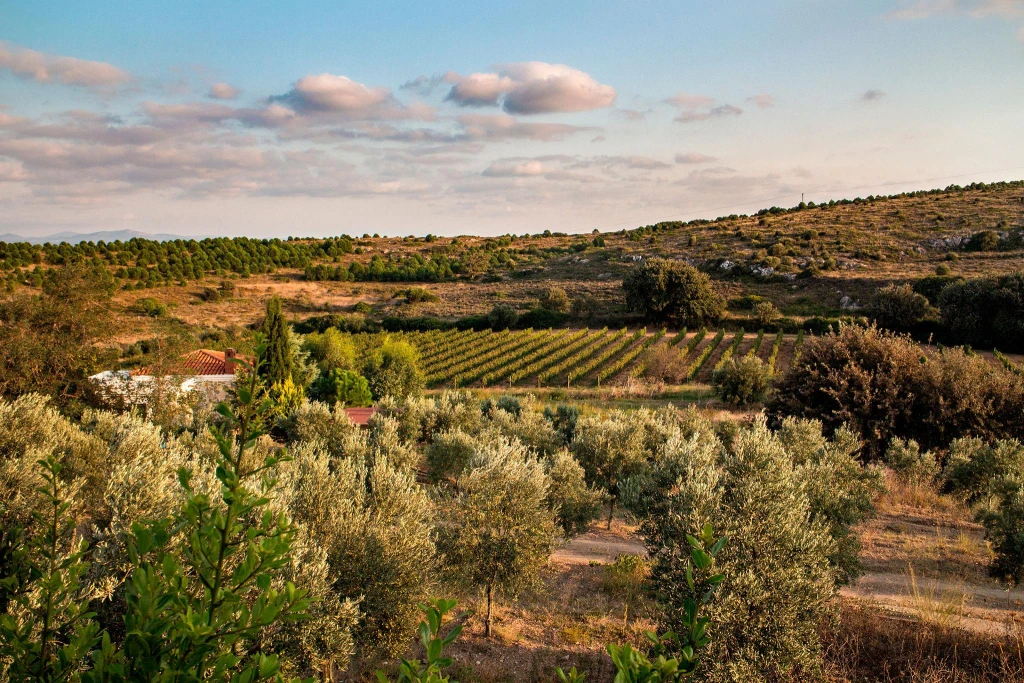 Tour de Vino y Atardecer en Bozcaada
