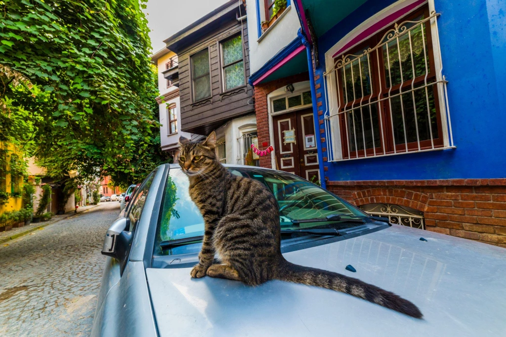 Caminata diaria con vista privada al Bósforo en Üsküdar y Kuzguncuk
