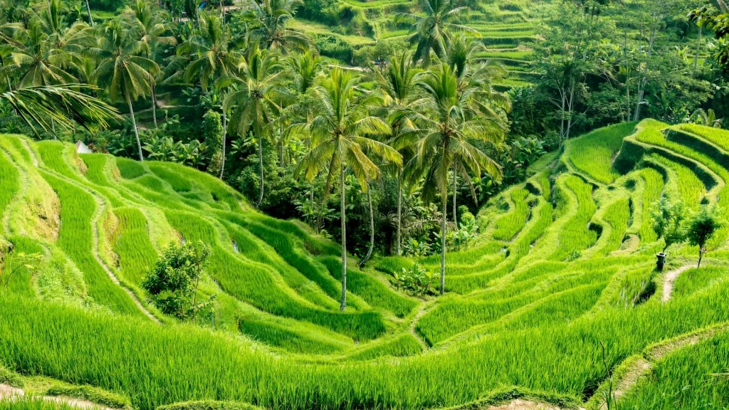 Bali & Ubud Serüveni Turu Emirates Havayolları ile 5 Gece 8 Gün DPS-DXP-DPS