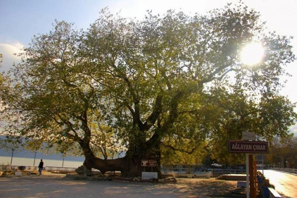 BURSA TOUR (MİSİ DORF - CUMALIKIZIK - MUDANYA - TRİLYE)
