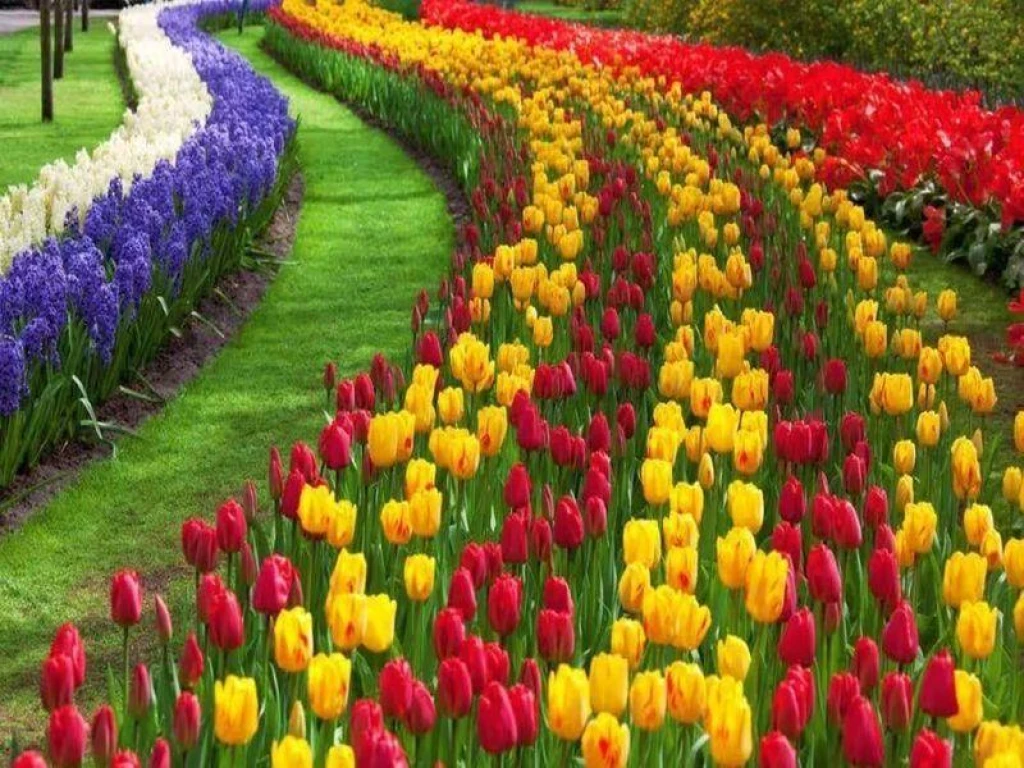 ISTANBUL TULIP FESTIVAL TOUR