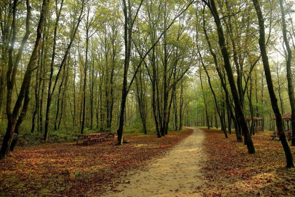 Maşukiye-Ormanya-Sapanca Turu (Günübirlik)
