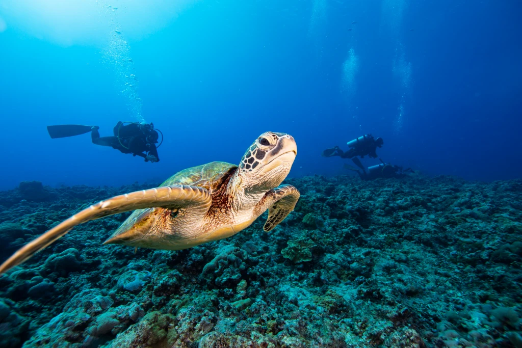 Kas: Scuba Diving Experience & Underwater Wonders