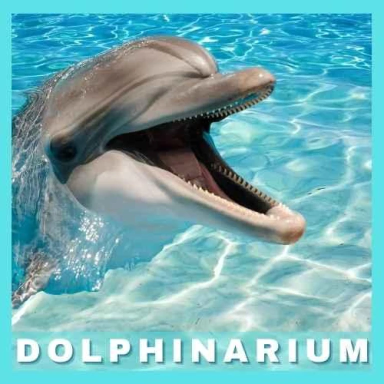 İstanbul Dolphinarium