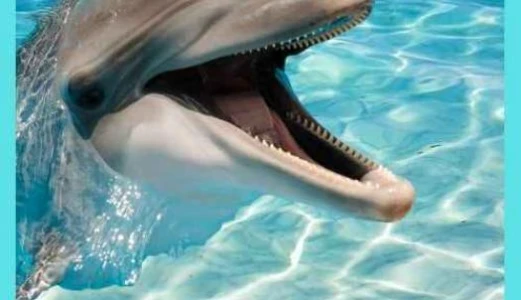 İstanbul Dolphinarium