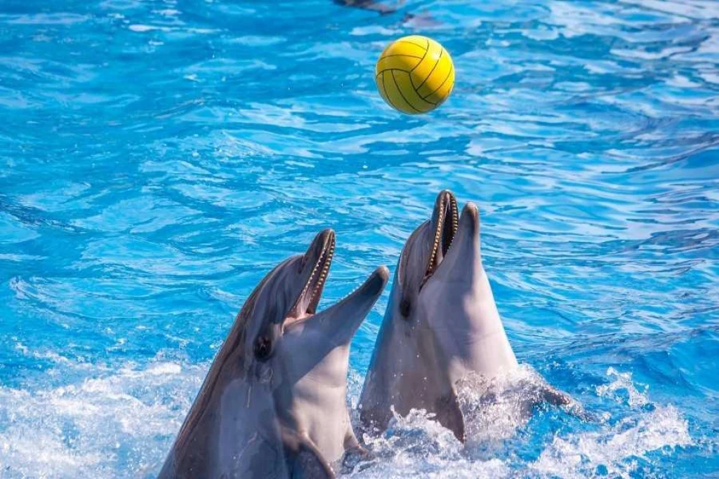 İstanbul Dolphinarium