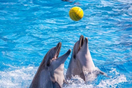 İstanbul Dolphinarium