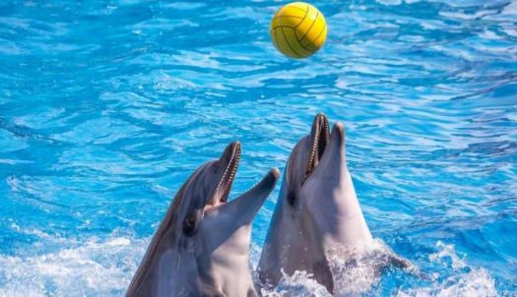 İstanbul Dolphinarium