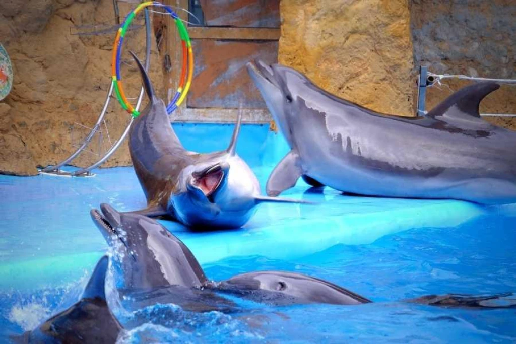 İstanbul Dolphinarium