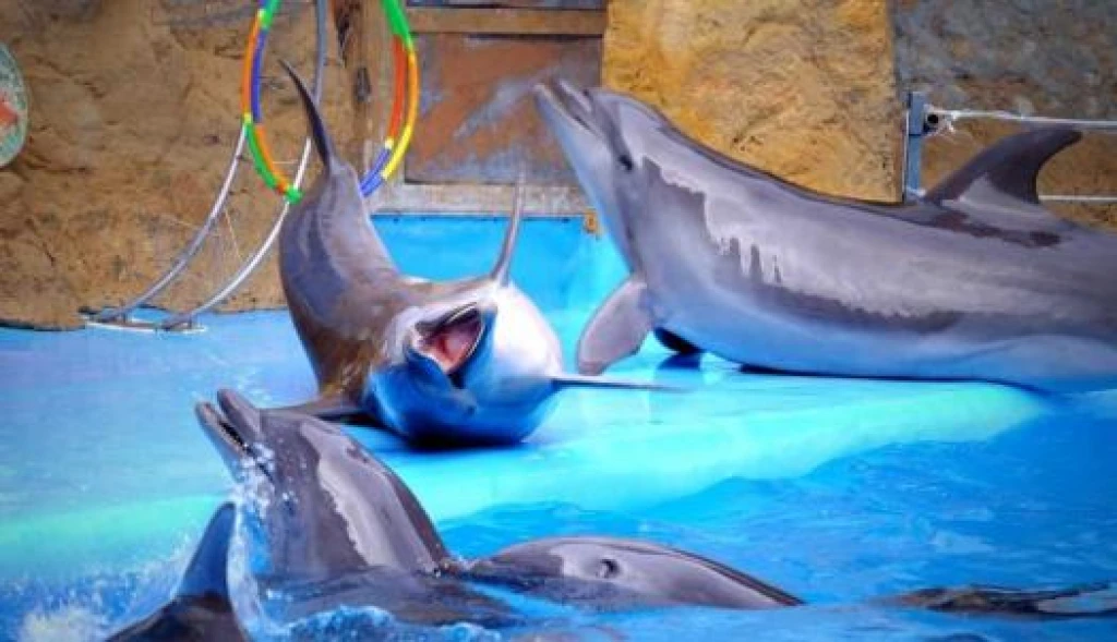İstanbul Dolphinarium