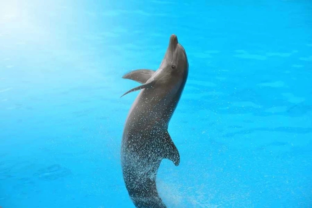 İstanbul Dolphinarium