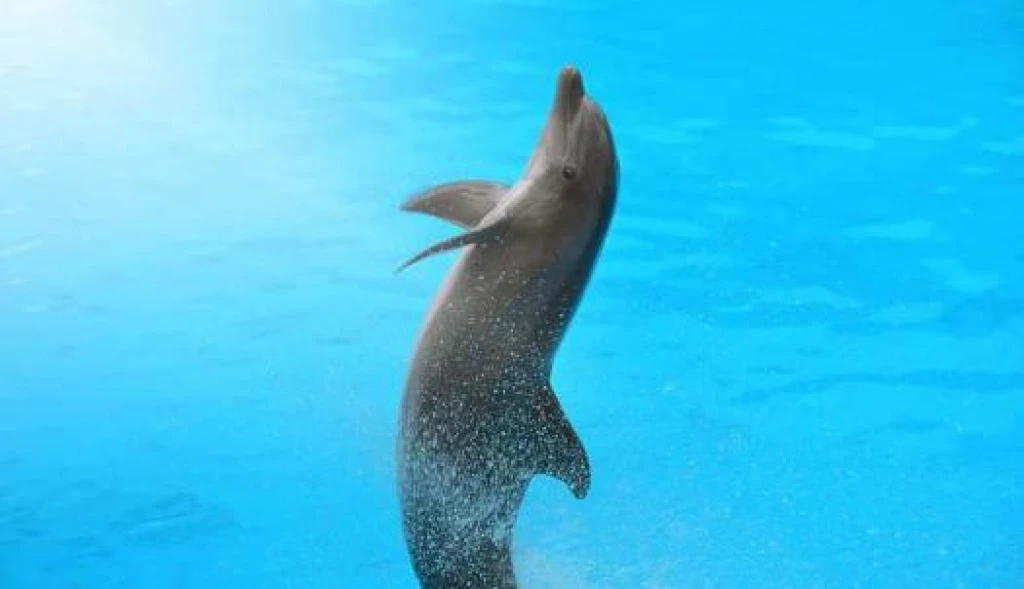 İstanbul Dolphinarium