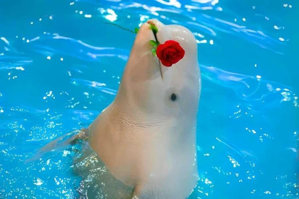 İstanbul Dolphinarium