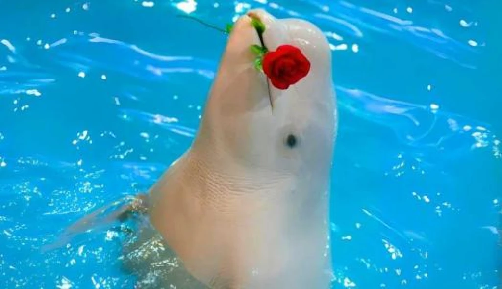 İstanbul Dolphinarium