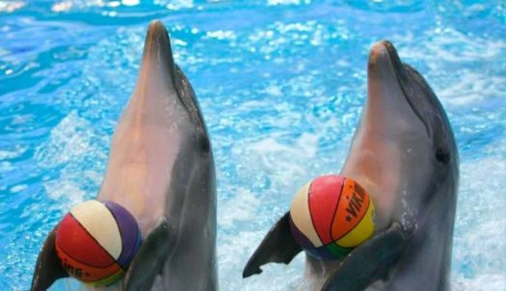 İstanbul Dolphinarium