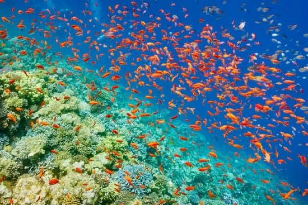 Baştanbaşa Mısır Turları Hurgada Kahire Sharm Ajet ile 7 Gece 8 Gün