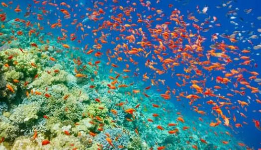Baştanbaşa Mısır Turları Hurgada Kahire Sharm Ajet ile 7 Gece 8 Gün