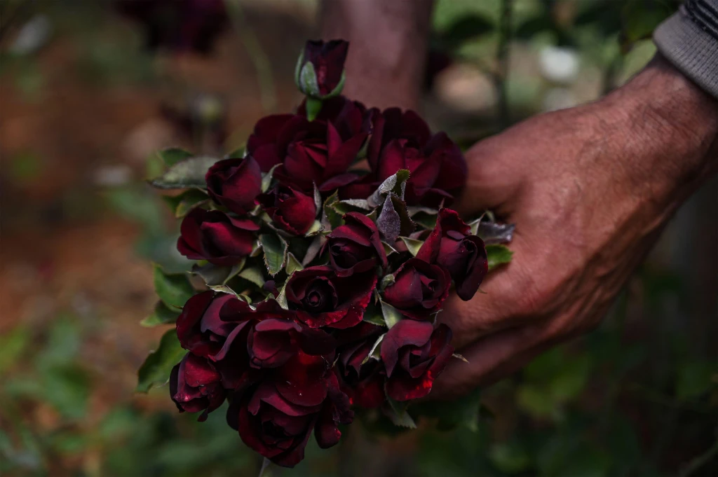 2 Days Halfeti Black Rose Tour from Istanbul by Air