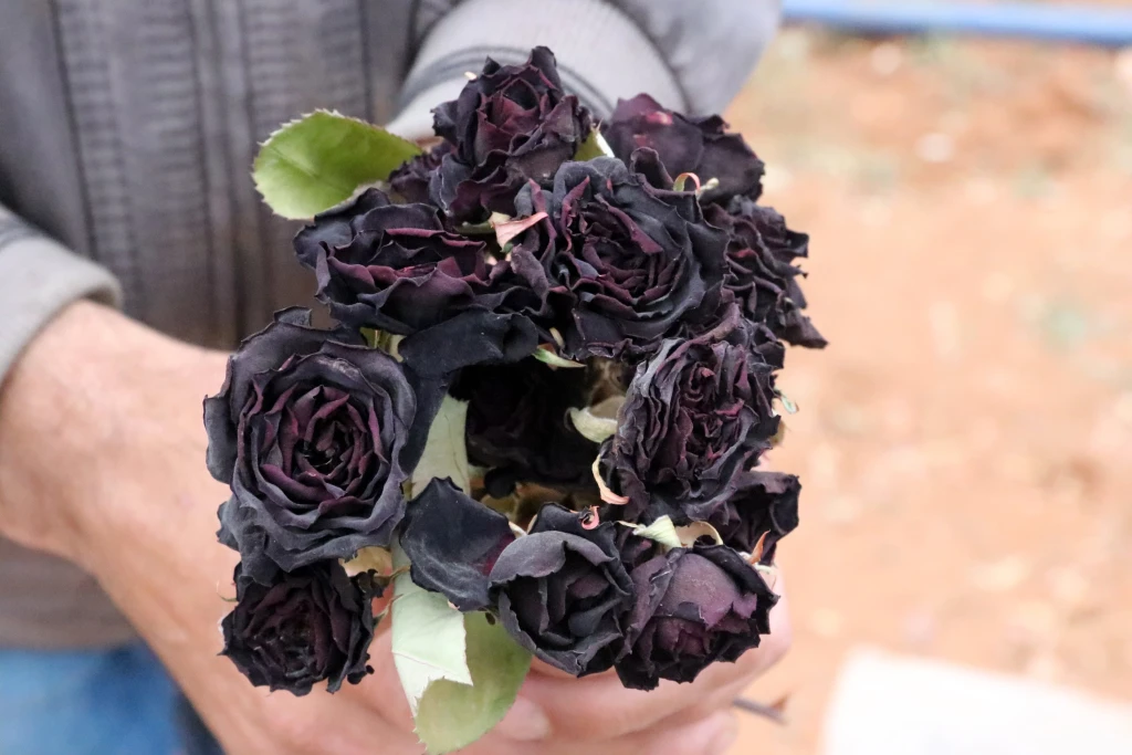 2 Days Halfeti Black Rose Tour from Istanbul by Air