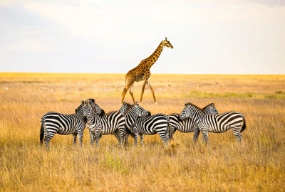 Elegant Kenya & Tanzanya BÜYÜK Göç Türk Hava Yolları ile 9 Gece (FLY067)