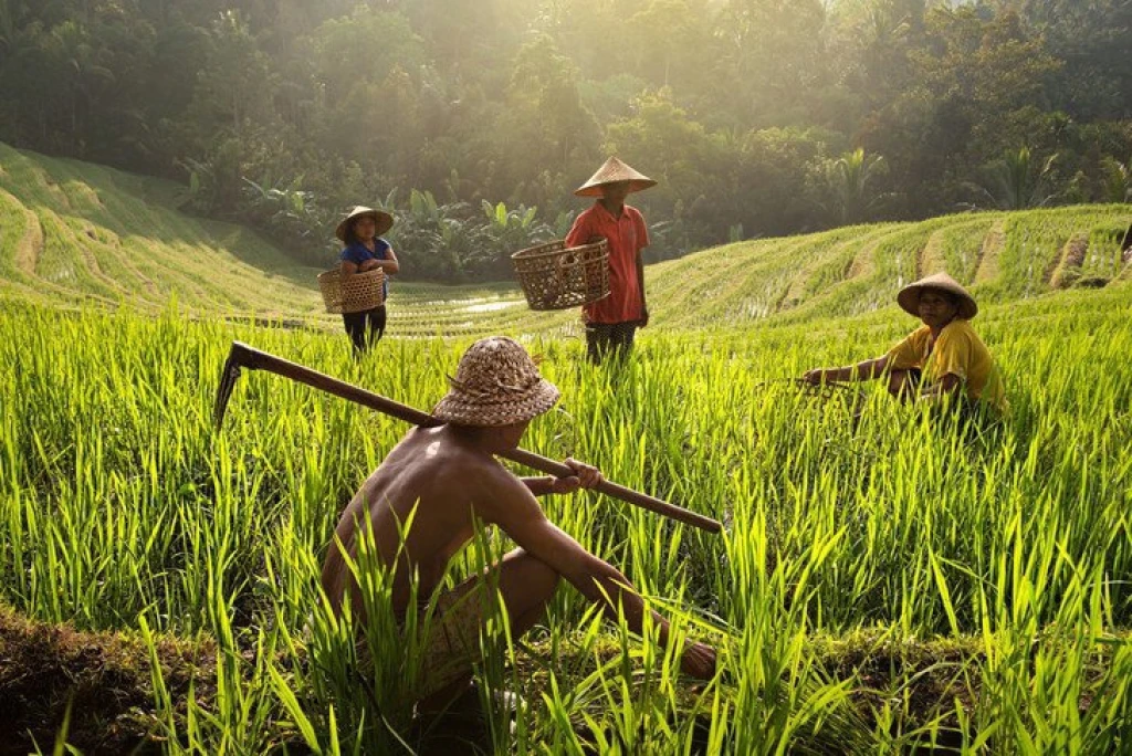 Bali Discovery & Nature Economic Tour | 7 Days 6 Nights - Without Flights