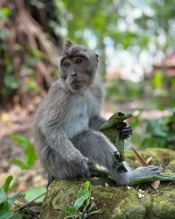 Bali Indonesia Tour 12 Nights 13 Days - Group Indonesia Bali Tour Without Flights